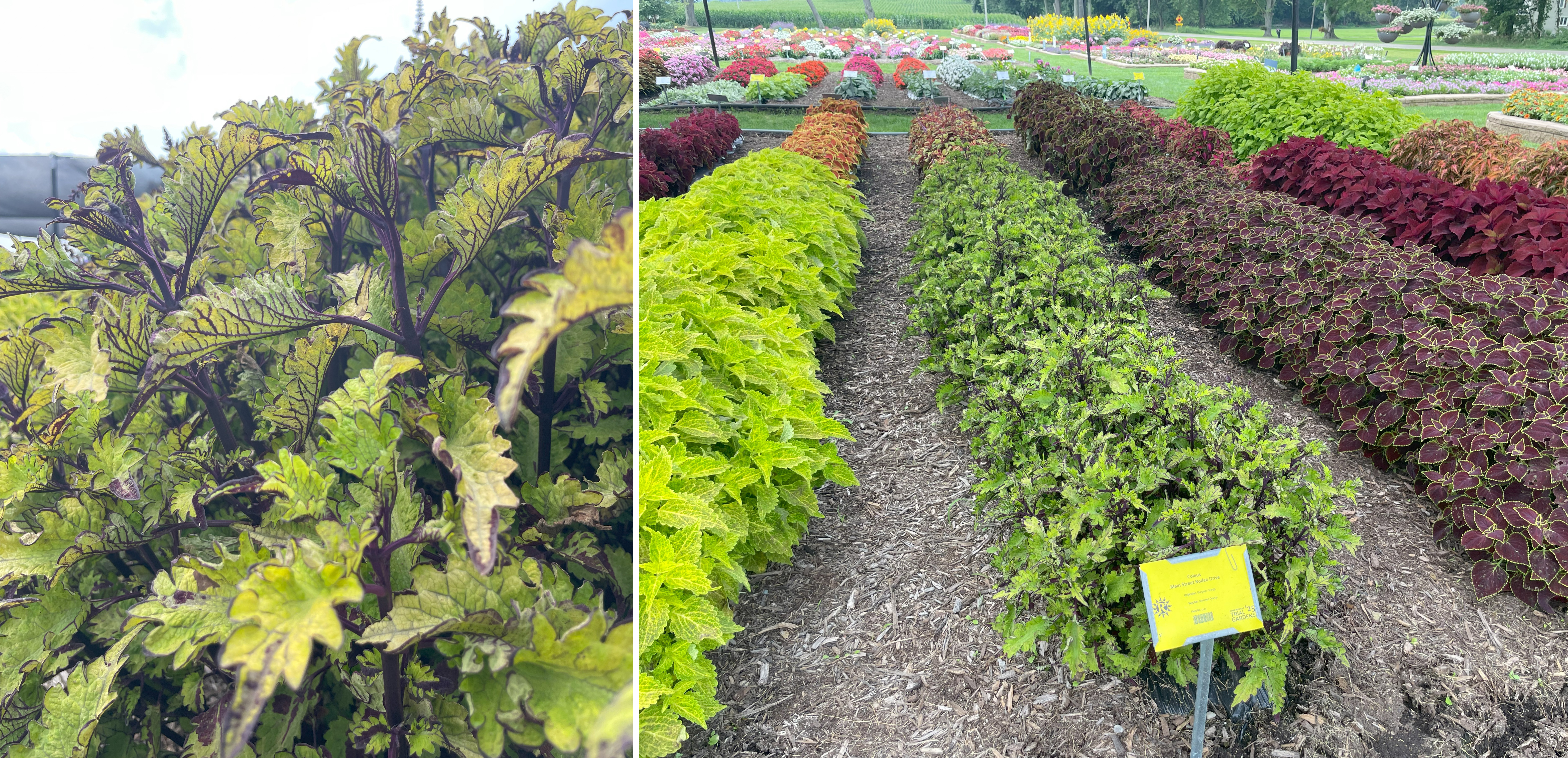 Trial garden planting of coleus, showing a close-up of serrated lime-green leaves with dark purple veins on the left, and long rows of coleus in various colors&mdash;including chartreuse, green with purple markings, orange, and burgundy&mdash;arranged in neat beds on the right.